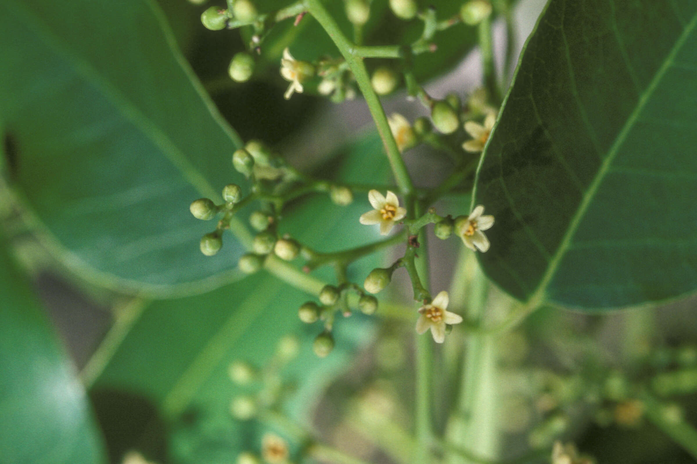 Image de Metopium toxiferum (L.) Krug & Urb.