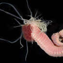 Image of Ornate terebellid worm