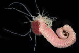 Image of Ornate terebellid worm