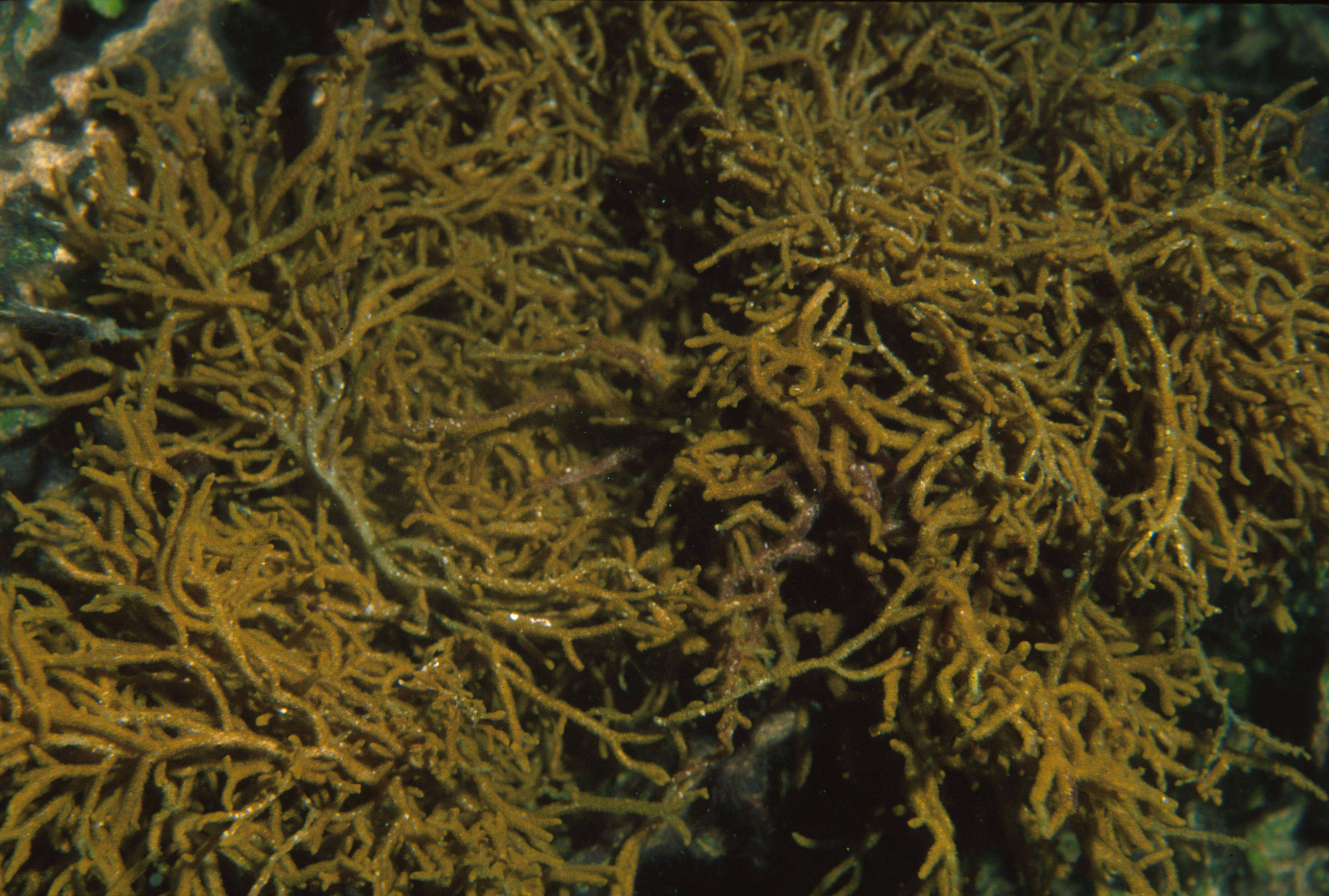 Image of Rhodymeniophycidae