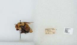 Слика од Bombus affinis Cresson 1864