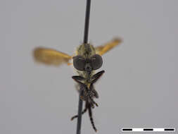 صورة Damalis femoralis Ricardo 1925