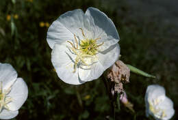 Imagem de Oenothera speciosa Nutt.