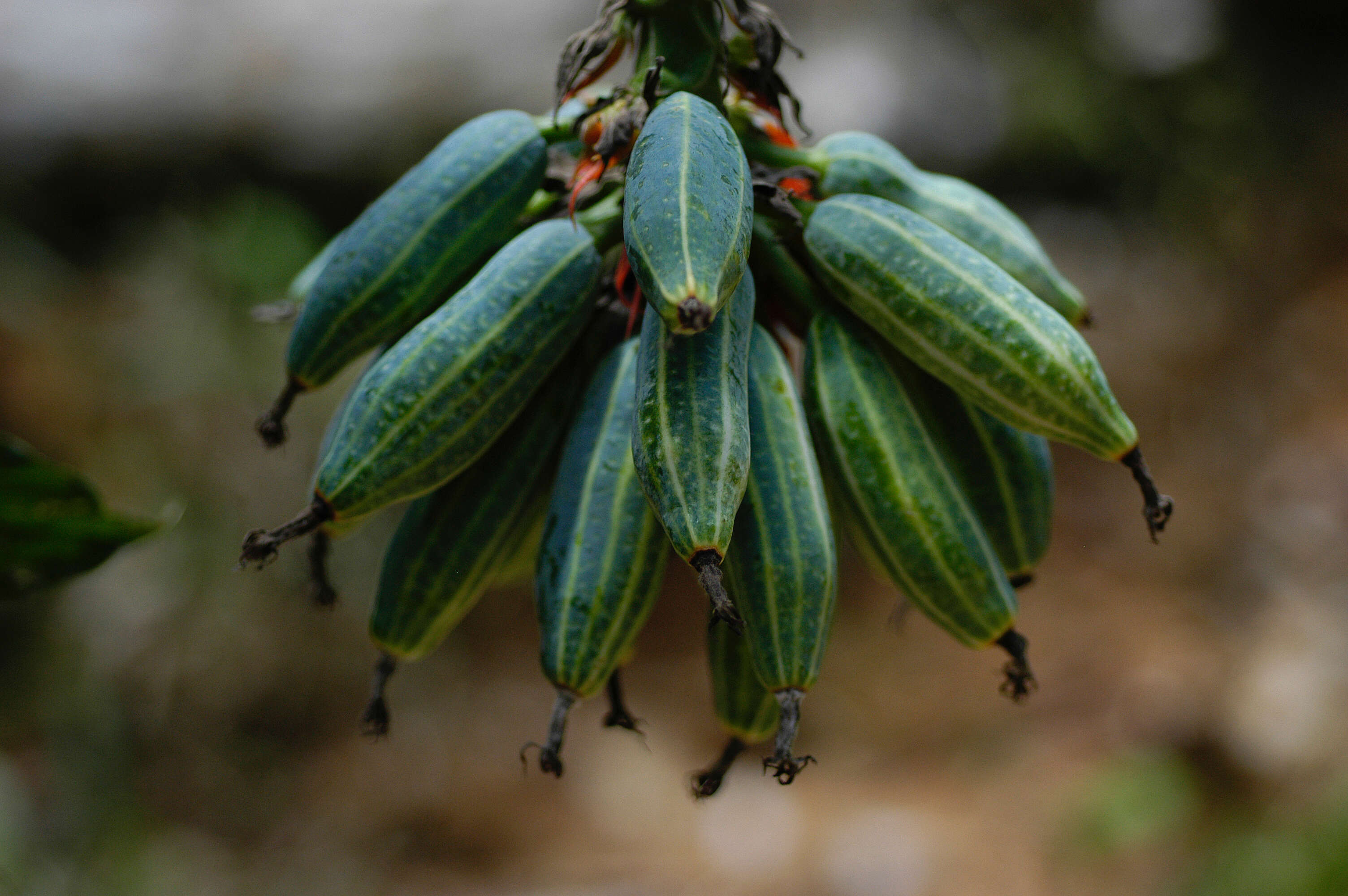 Image of Gurania sinuata (Benth.) Cogn.