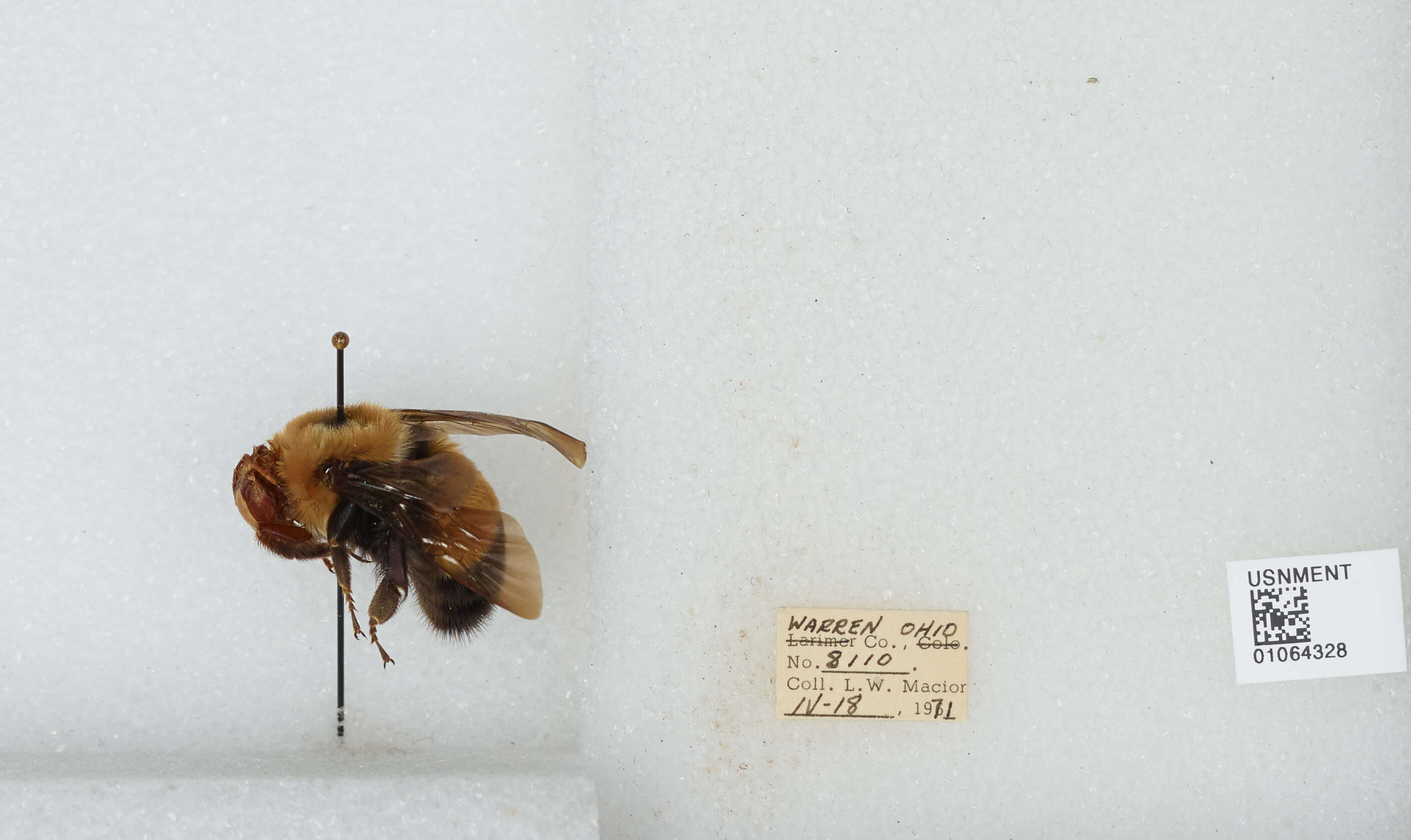 Слика од Bombus affinis Cresson 1864