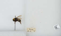 Image of White-tailed bumblebee