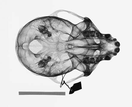 Слика од Cercopithecus mitis stuhlmanni Matschie 1893