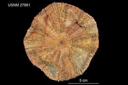 Image of Araeosoma owstoni bicolor (A. Agassiz & H. L. Clark 1907)