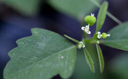 Image of grassleaf spurge