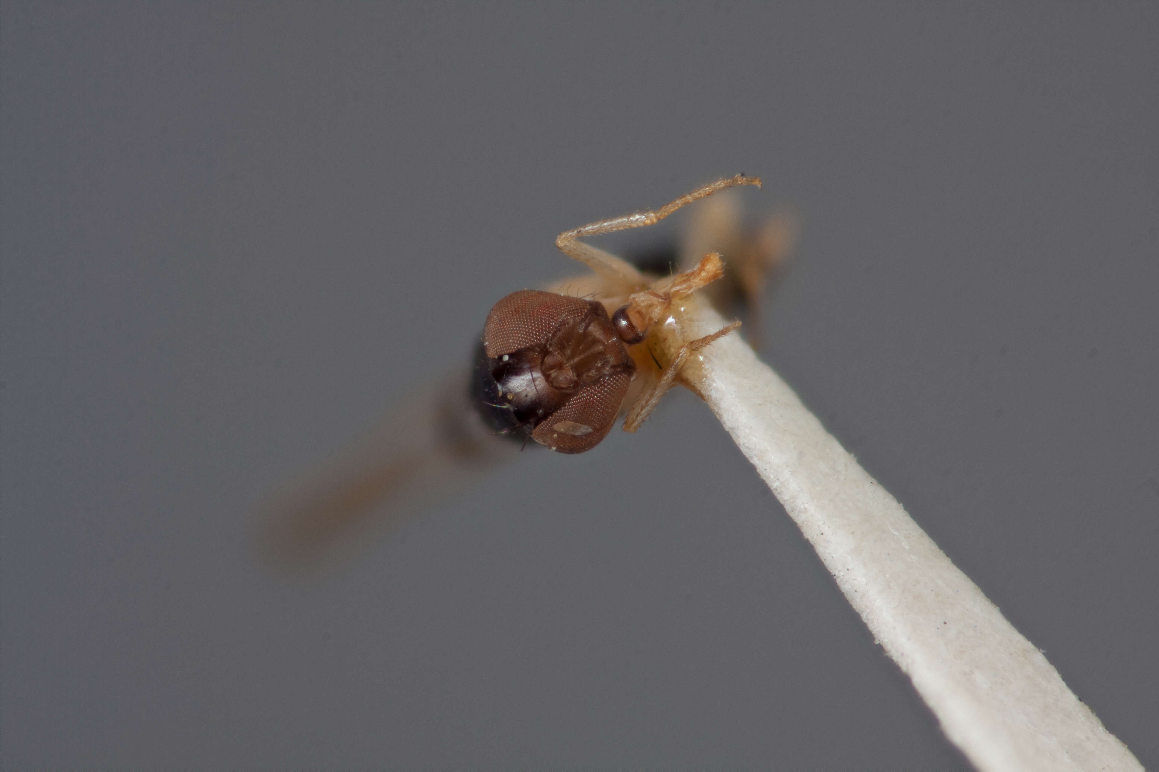 Image of Drosophila projectans Sturtevant 1916