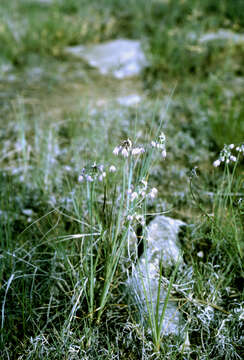 Image of Lady's leek