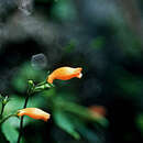 Sivun Gesneria pauciflora Urb. kuva