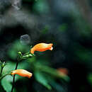 Image of yerba maricao de cueva