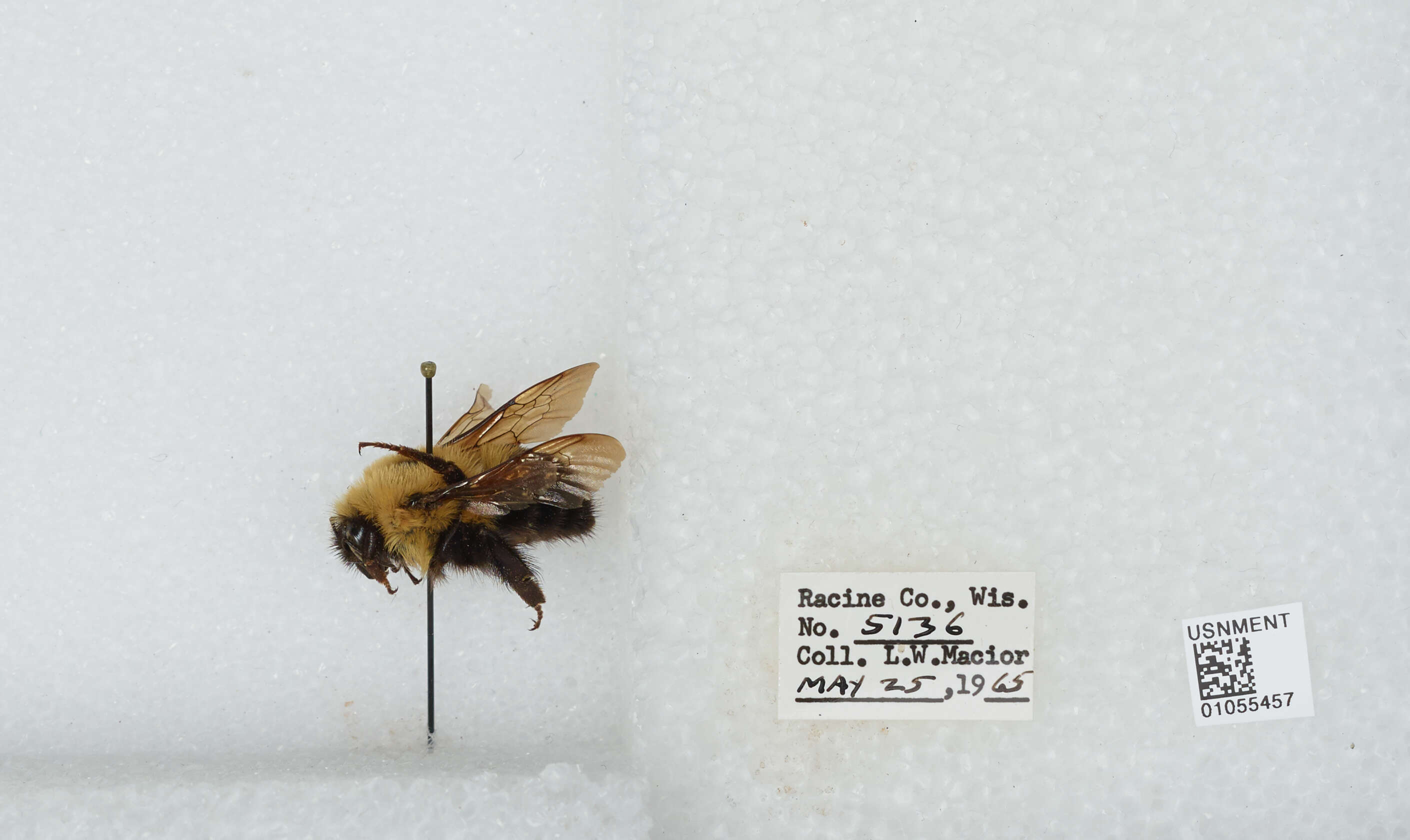 صورة Bombus bimaculatus Cresson 1864