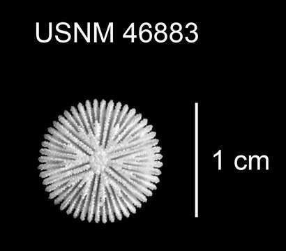 Image of Deltocyathus pourtalesi Cairns 1979