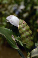 Image of Costus spiralis (Jacq.) Roscoe