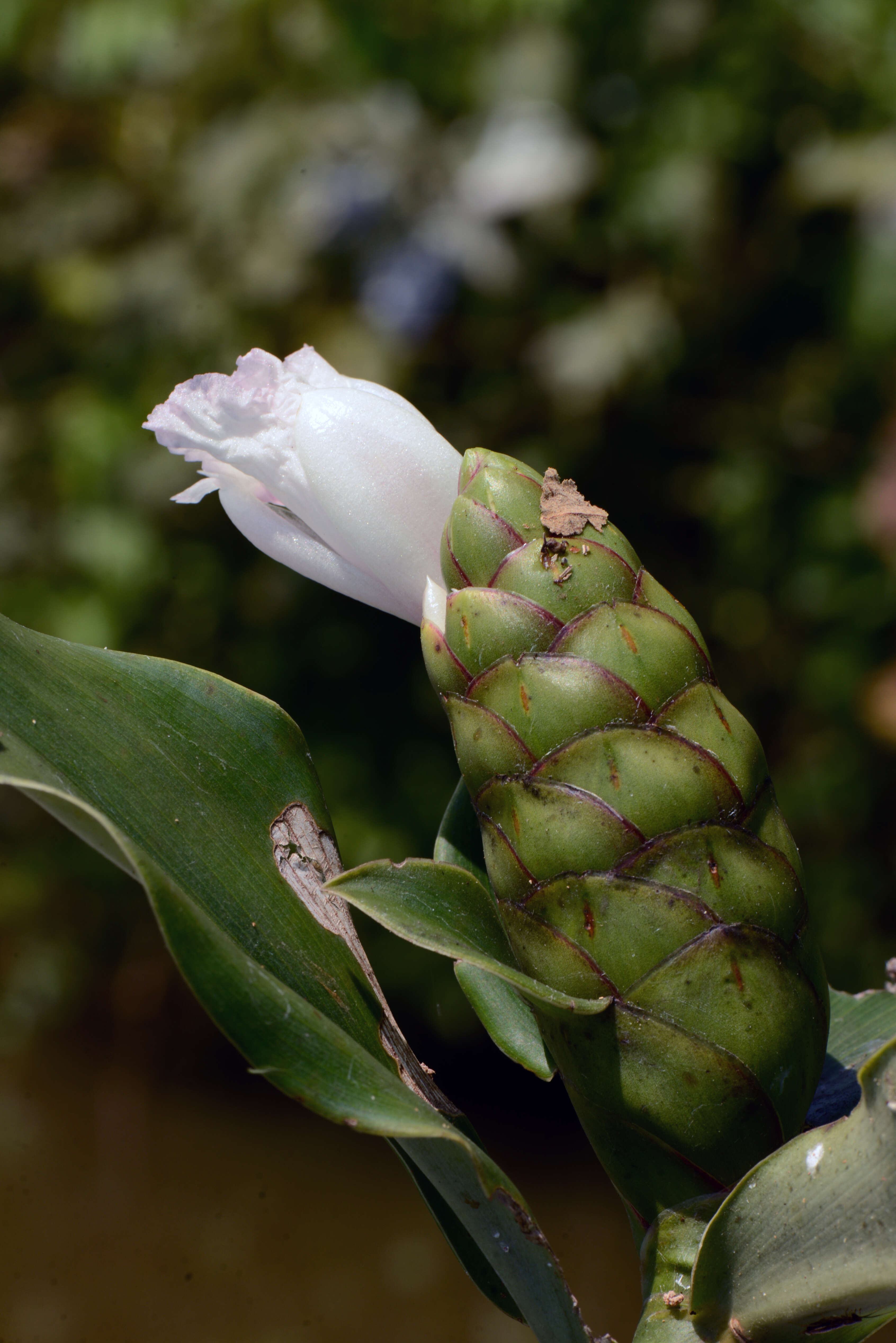 Image of Costus spiralis (Jacq.) Roscoe