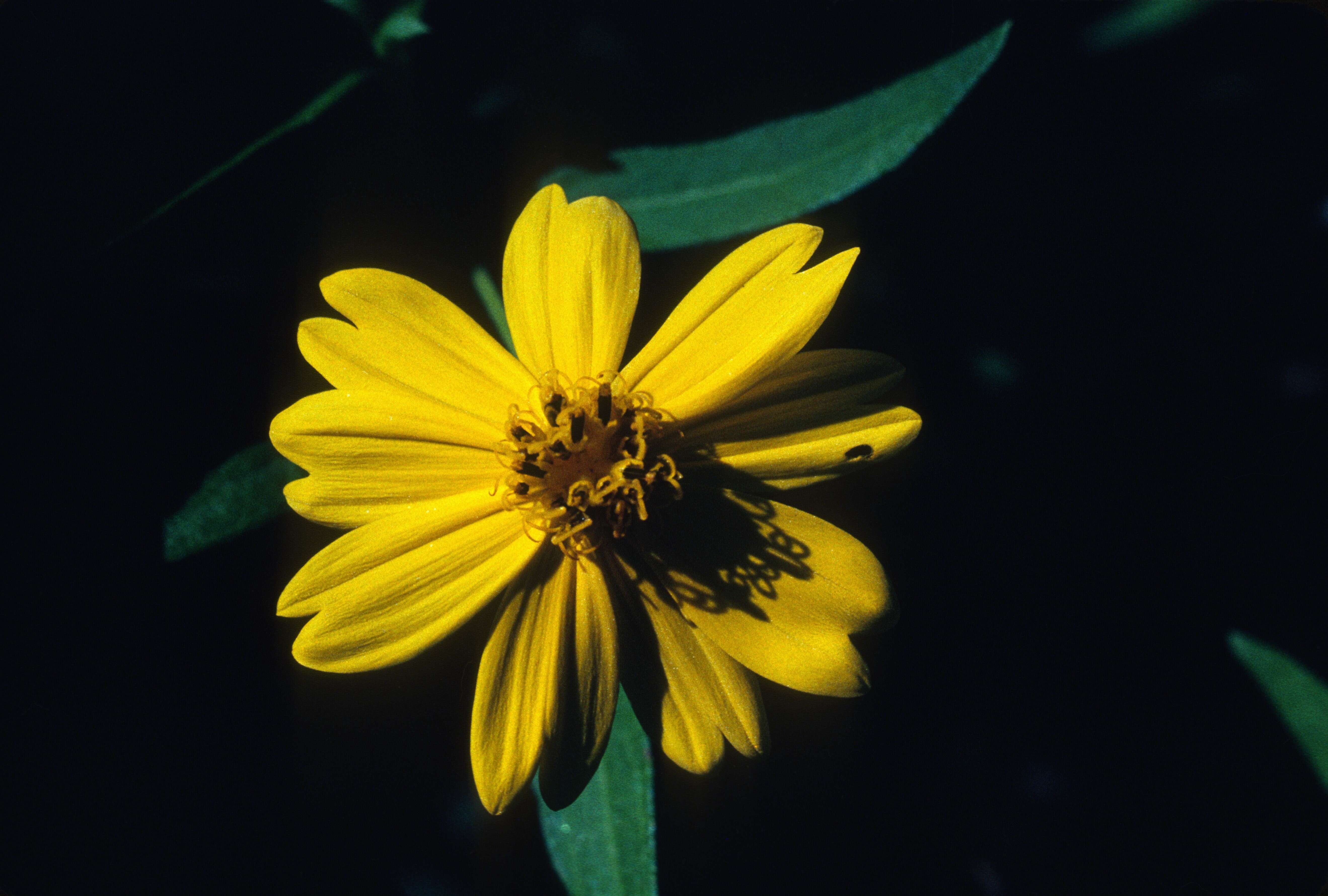 Image of smallflower creepingoxeye