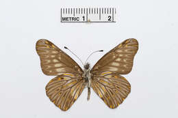 Image of Catasticta potameoides Reissinger 1972