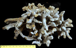 Image of hump coral