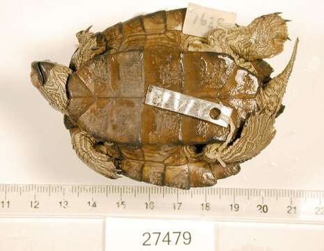 Image of Texas Map Turtle