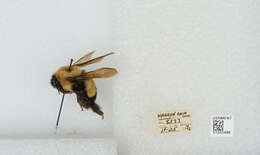 Слика од Bombus affinis Cresson 1864