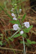 Sivun Scutellaria multiglandulosa (Kearney) Small ex Harper kuva