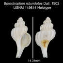 Image of Boreotrophon rotundatus Dall 1902