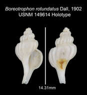 Image of Boreotrophon rotundatus Dall 1902