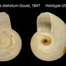 Image of Cyclostoma diatretum Gould