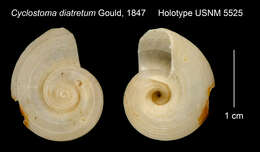 Image of Cyclostoma diatretum Gould