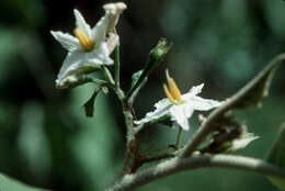 Imagem de Solanum torvum Swartz