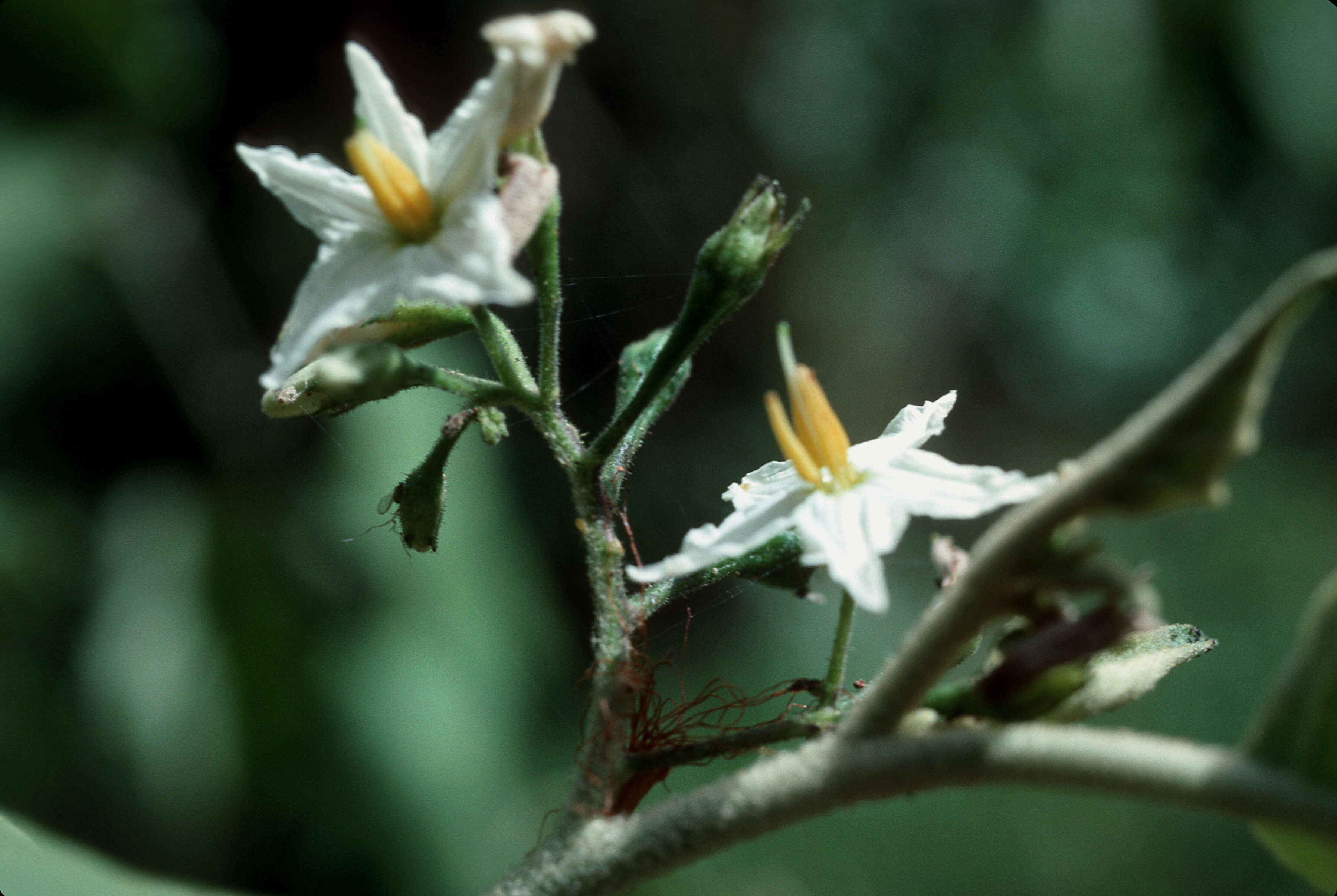 Imagem de Solanum torvum Swartz