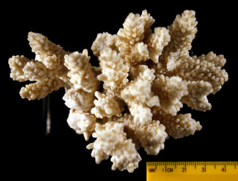 Image of Staghorn coral