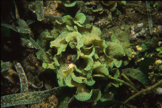 Image of Stypopodium flabelliforme