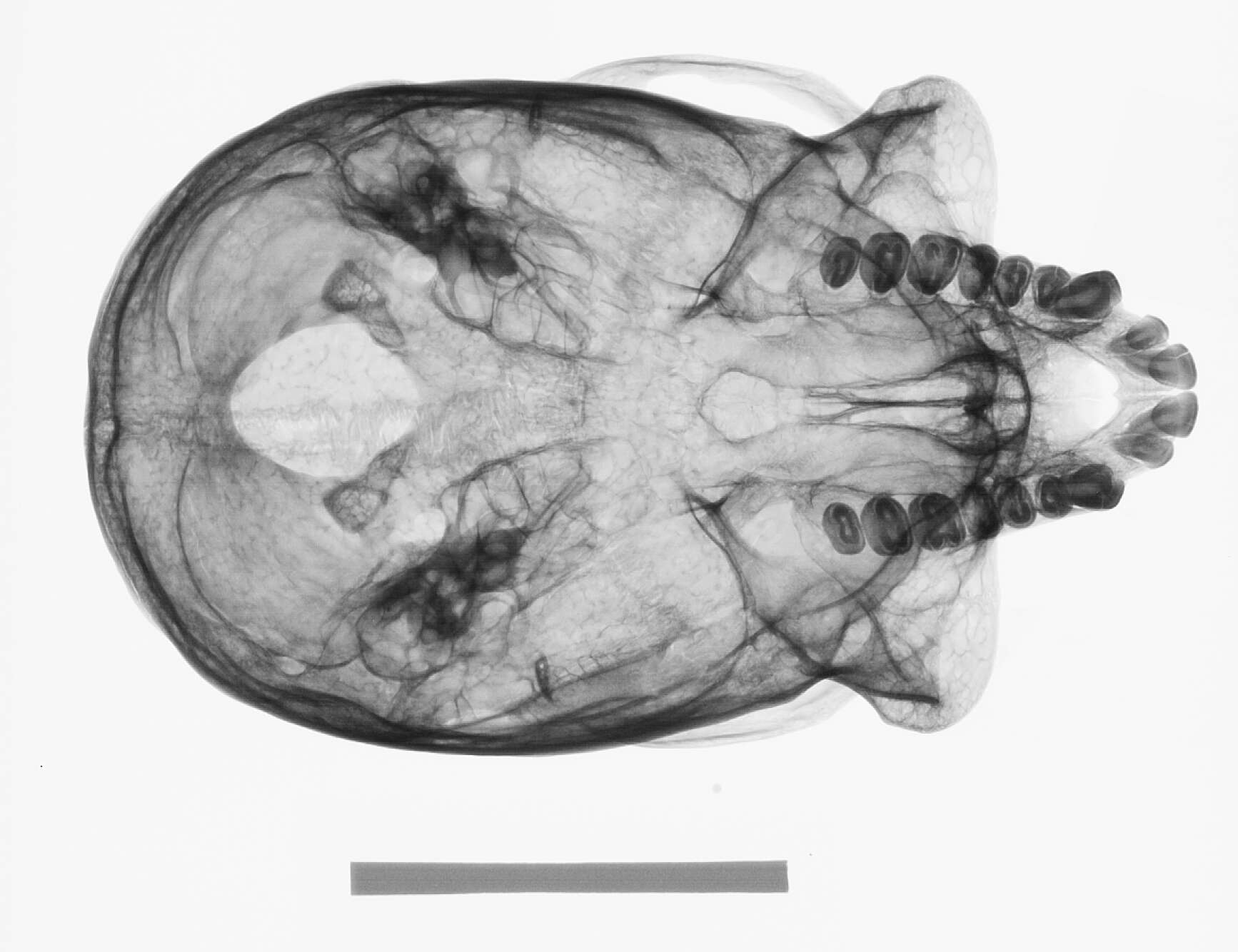 Image of Ateles geoffroyi yucatanensis Kellogg & Goldman 1944