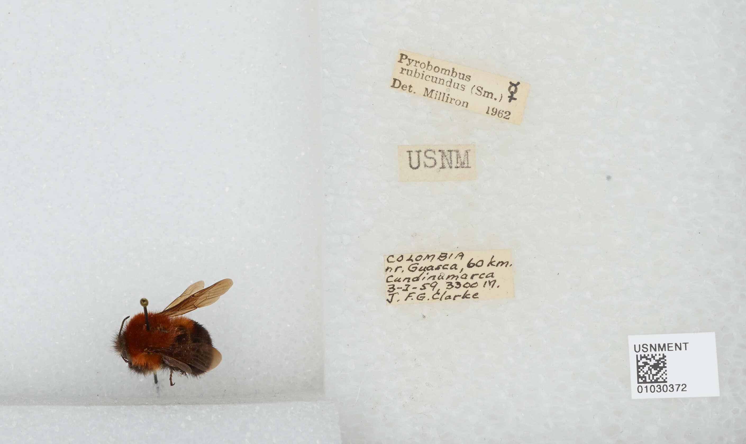 Sivun Bombus rubicundus Smith 1854 kuva