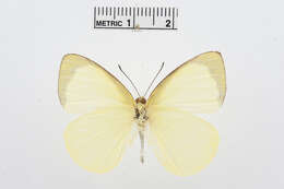 Image of Elodina primularis Butler 1882