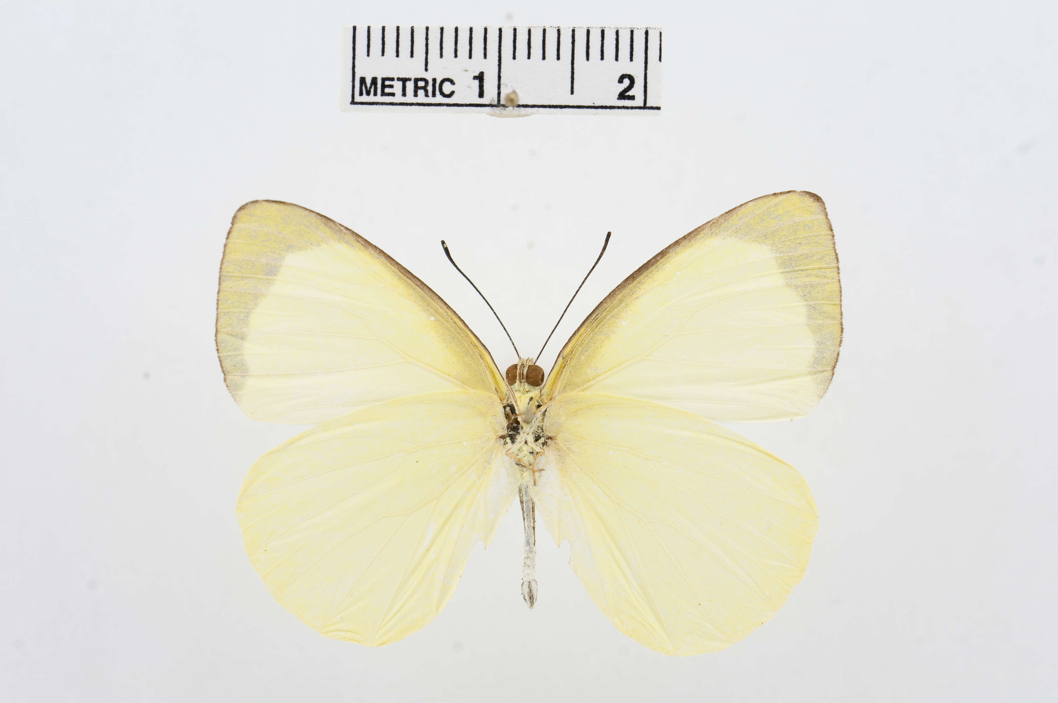 Image of Elodina primularis Butler 1882