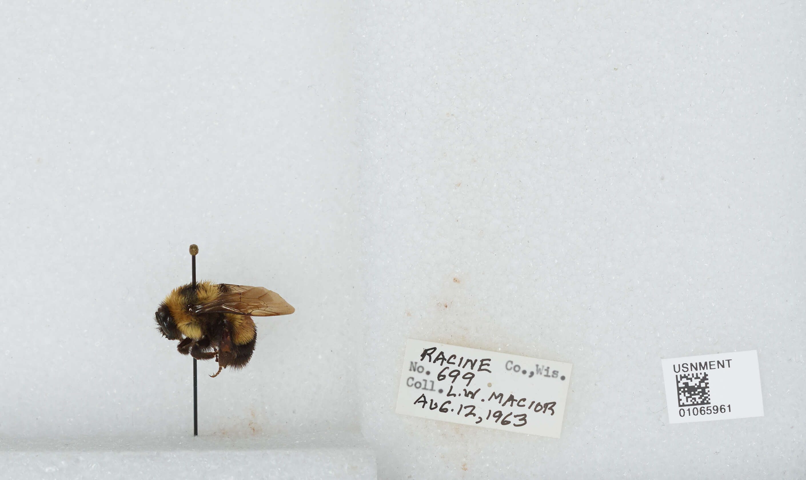 Слика од Bombus affinis Cresson 1864