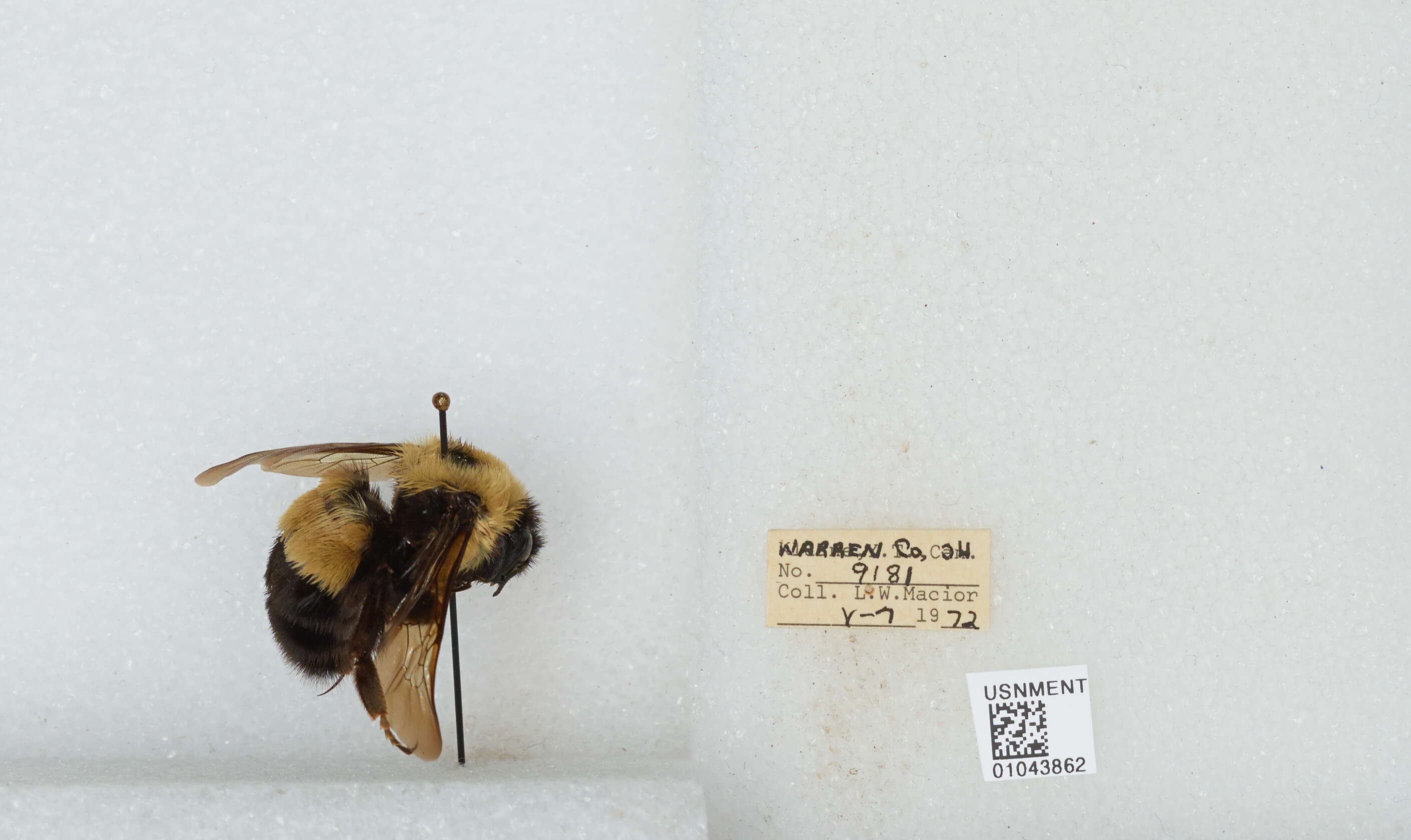 Слика од Bombus affinis Cresson 1864