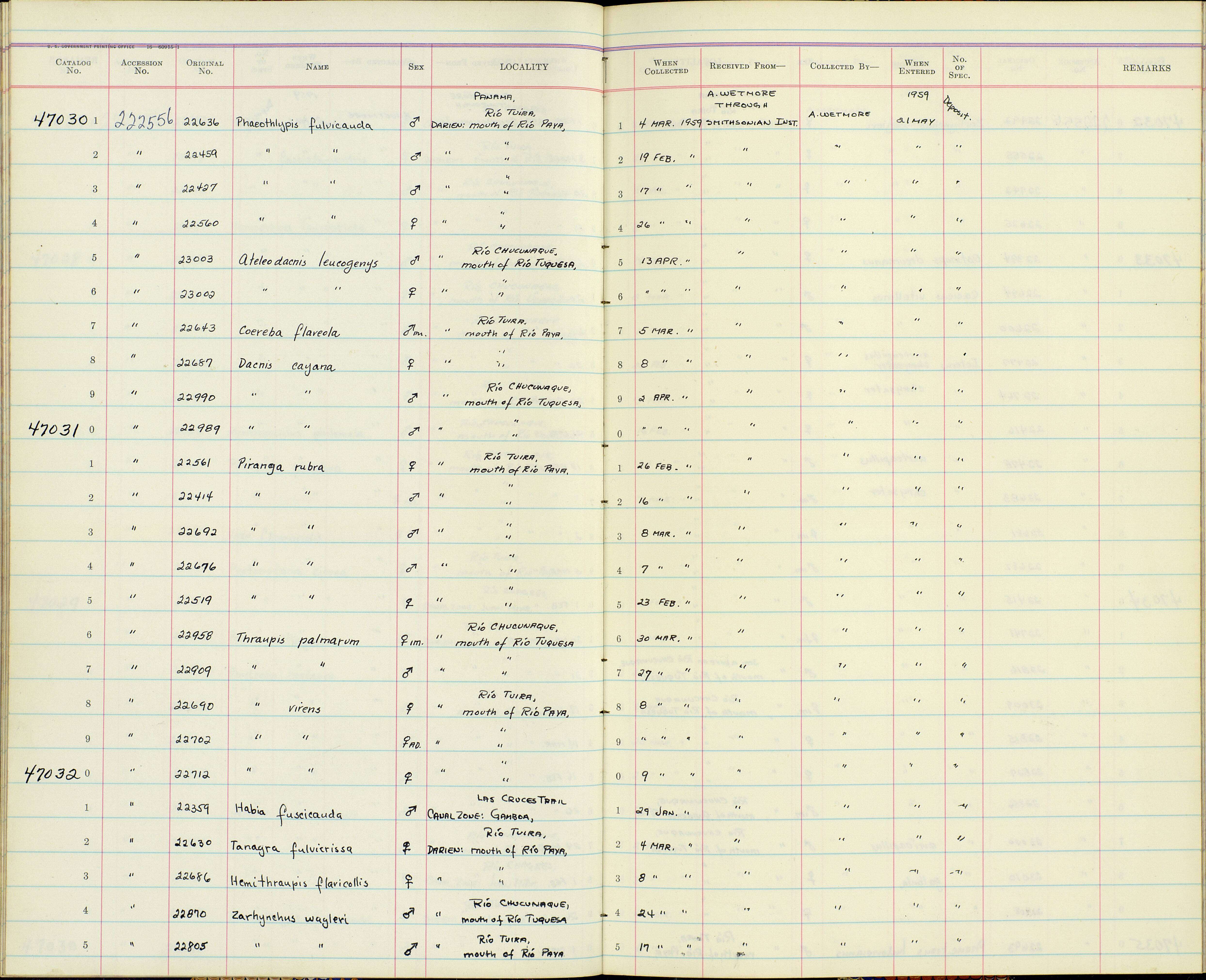 Image of Habia fuscicauda willisi Parkes 1969