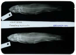 Image de Moxostoma rupiscartes Jordan & Jenkins 1889