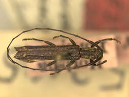 Image of Euseboides matsudai Gressitt 1938