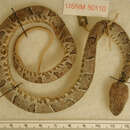Image of Chocoan Forest Pit Viper