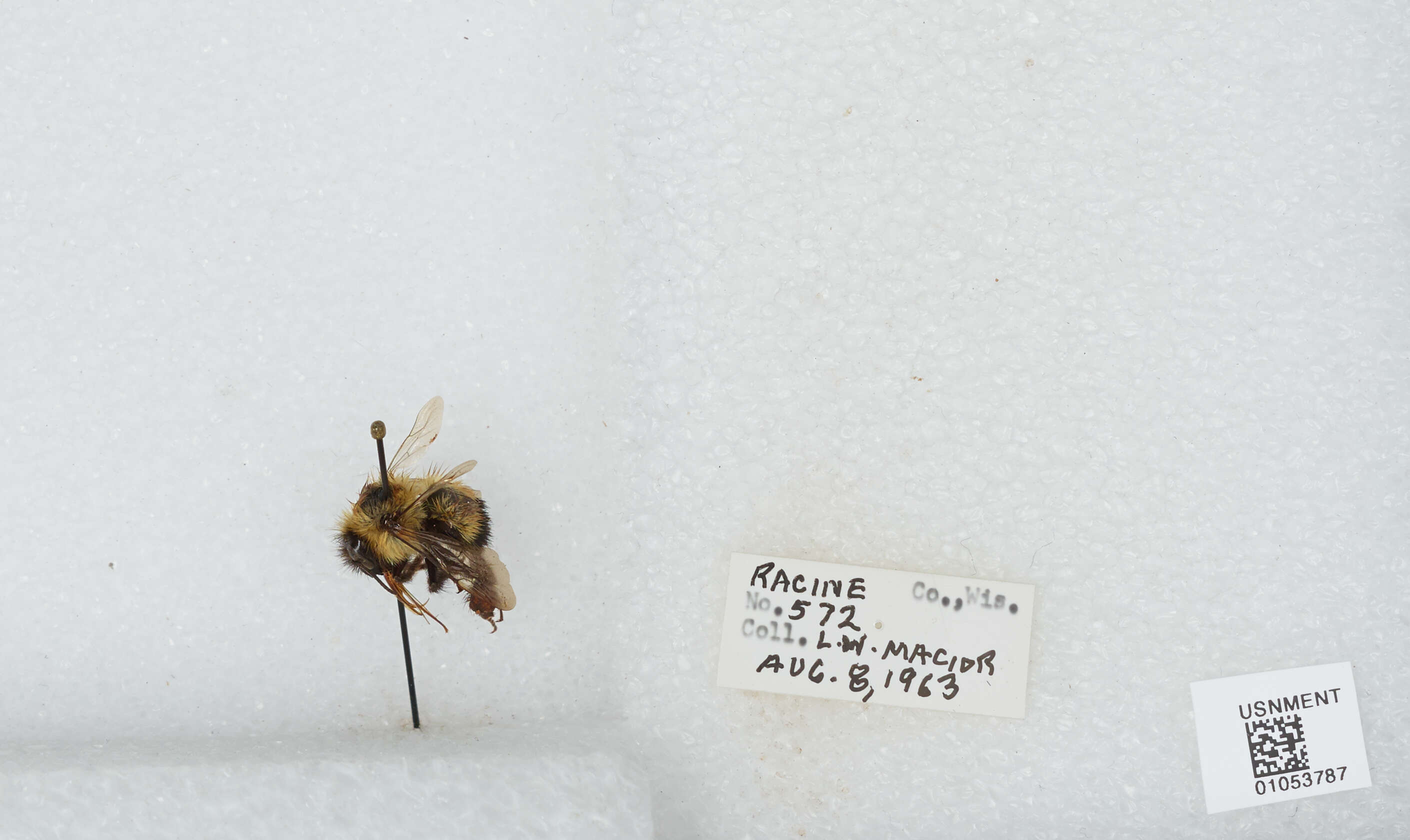 Слика од Bombus affinis Cresson 1864