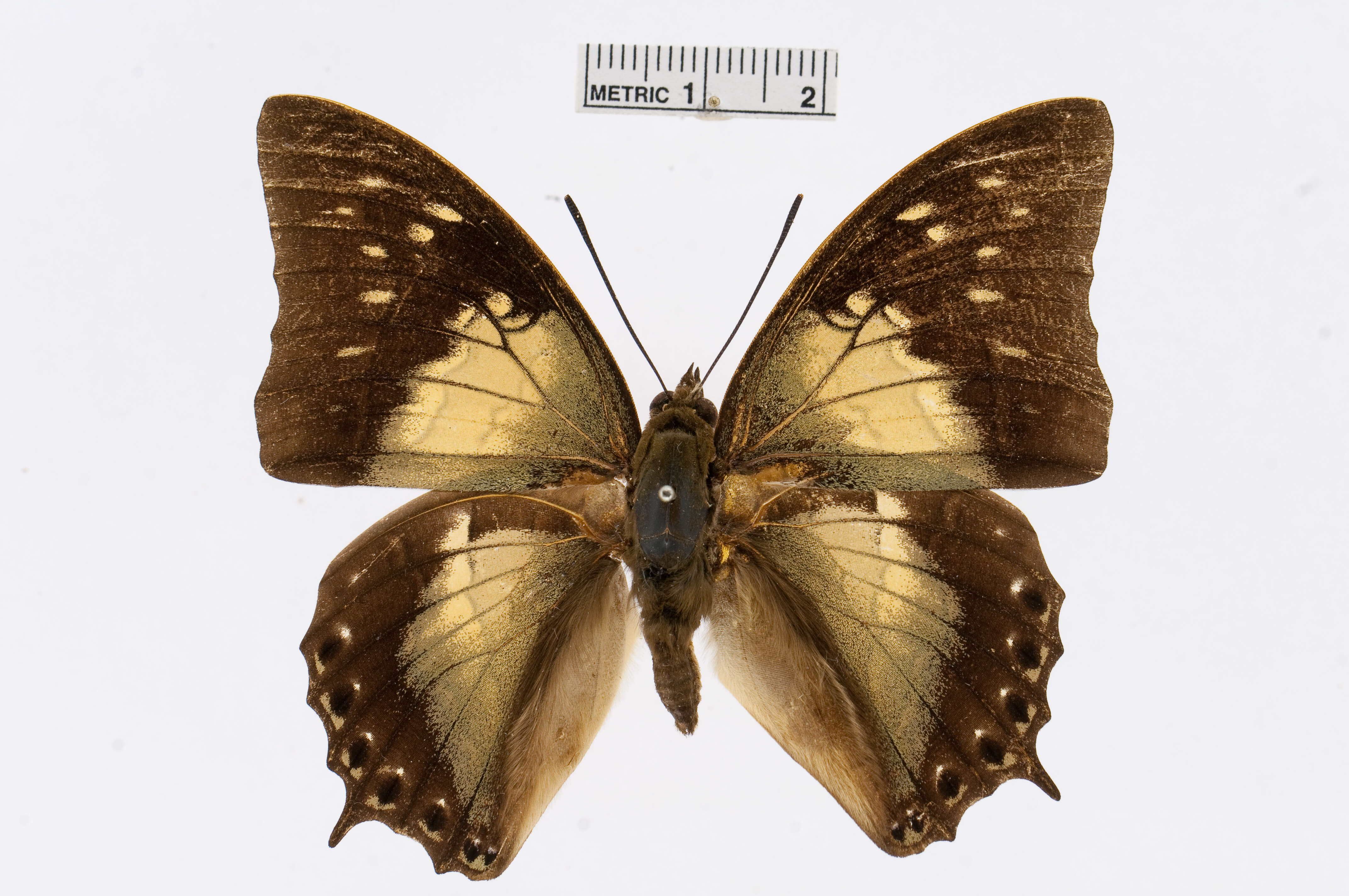 Imagem de Charaxes nitebis Hewitson 1859