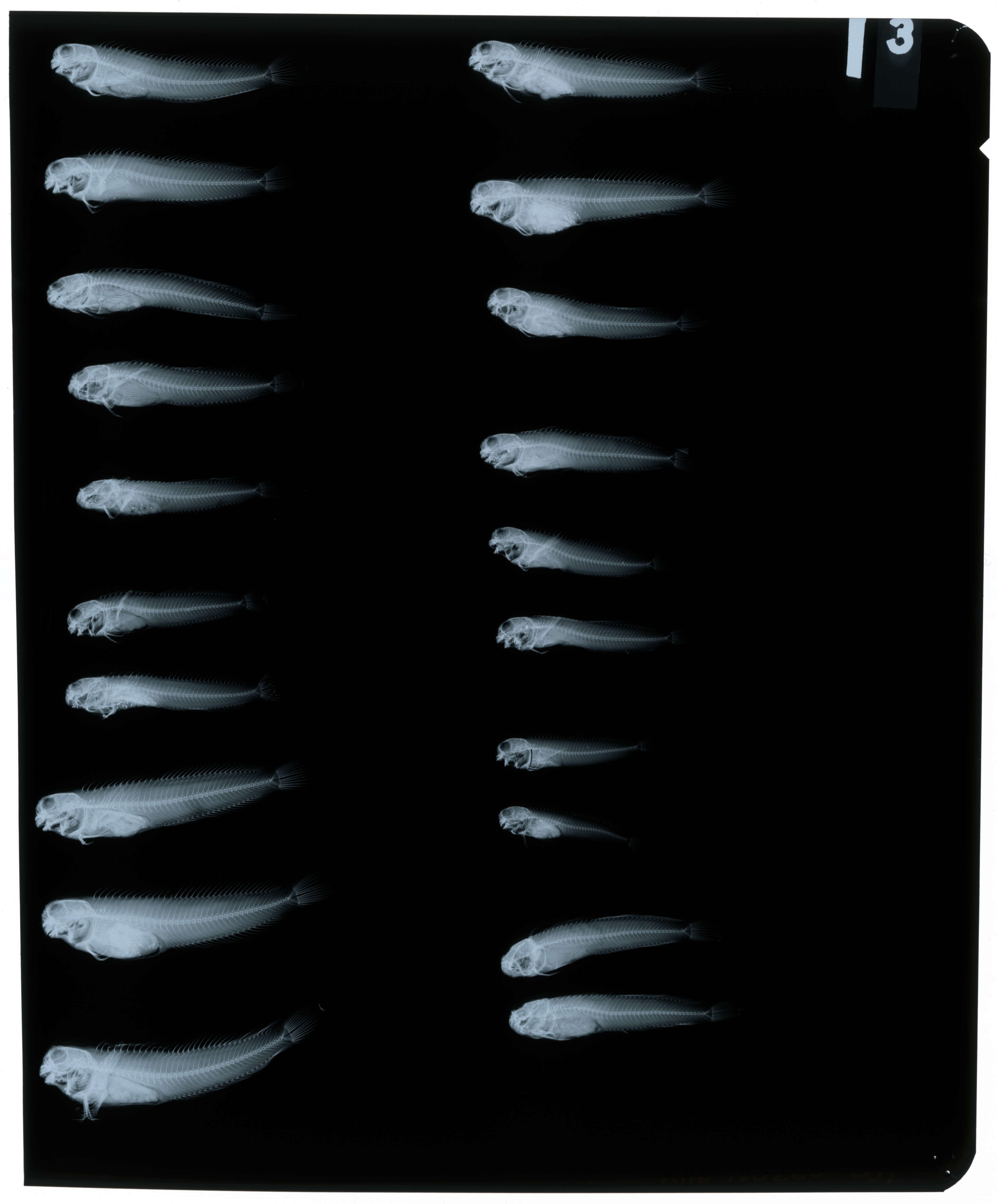 Image of Istiblennius edentulus (Forster & Schneider 1801)