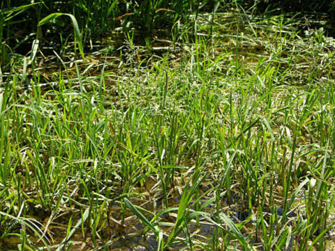 Image of whorlgrass