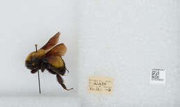 Image of Morrison Bumble Bee